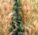 Steinlage-Interseeding.jpg
