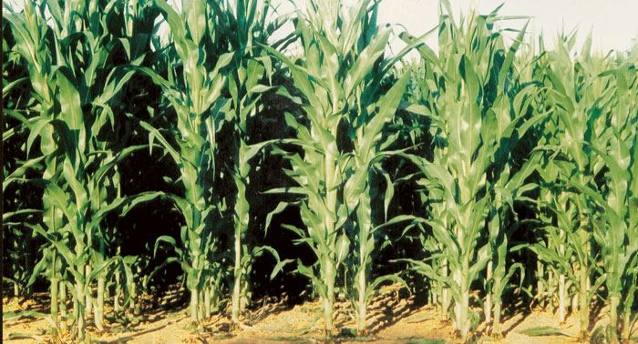 twin-row planters
