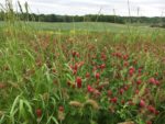 cover crop mix vujc