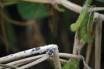 White-Mold-Feature.jpg