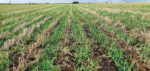Winter-barley-pic.jpg