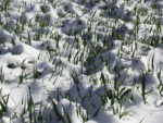 winter cereal.jpg