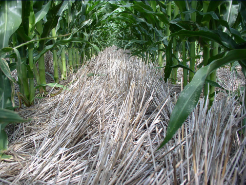 drylang-sorghum-figure-4