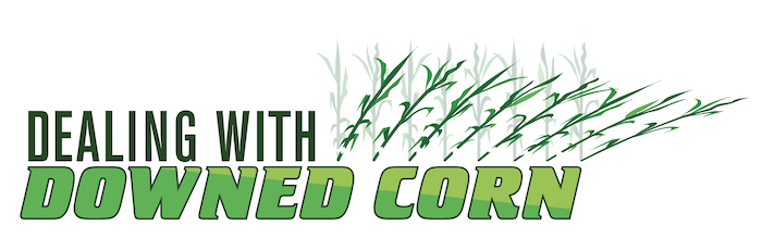 Dealing With Downed Corn