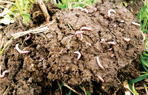 earthworms